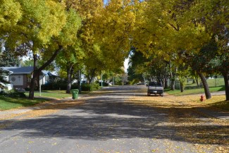 Tree lined street