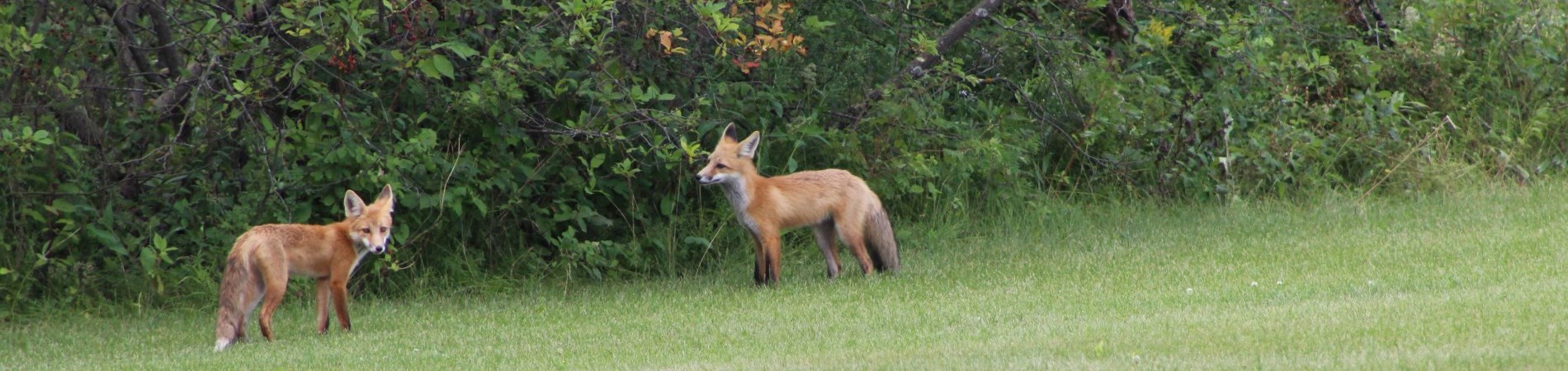 Fox Family on the Riverbank