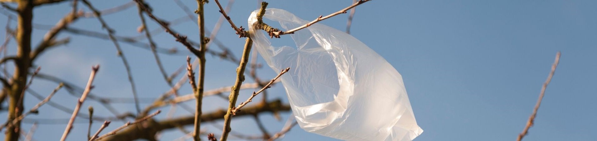 plastic bag caught in a tree