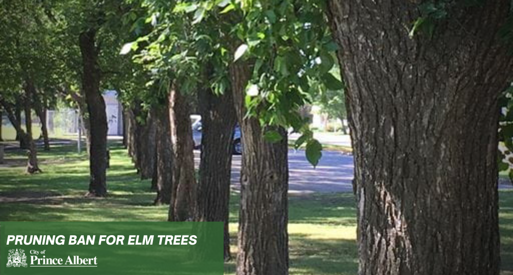 elm tree pruning Ban