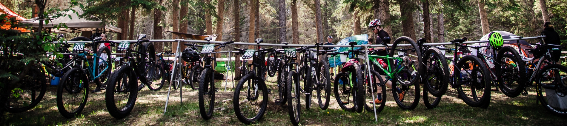 Bikes lined up in a row in the trees