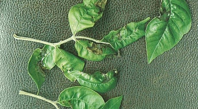 Anthracnose Symptoms